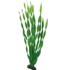 Hot Vallisneria 46 cm Akvarieplanter