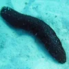 Online Holothuria atra Søpølse sort Anemone, Bløddyr Og Snegle Til Saltvand