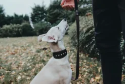Online Aalborg Førerline til Hund Mørkebrun 20/100 Hundesnor I Mange Varianter Og Materialer|Hundesnor Til Hvalpe