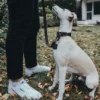 Online Aalborg Førerline til Hund Mørkebrun 16/100 Hundesnor I Mange Varianter Og Materialer|Hundesnor Til Hvalpe