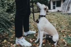 Outlet Aalborg Førerline til Hund Mørkebrun 13/110 Hundesnor I Mange Varianter Og Materialer|Hundesnor Til Hvalpe