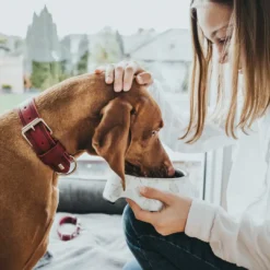 Aalborg Rustica Rød 50 - 36-44 cm Hvalpehalsbånd - Bløde Og Sikre Halsbånd Med Perfekt Pasform Til Din Hvalp|Hundehalsbånd Med Stil - Komfort Og Sikkerhed Til Din Hund