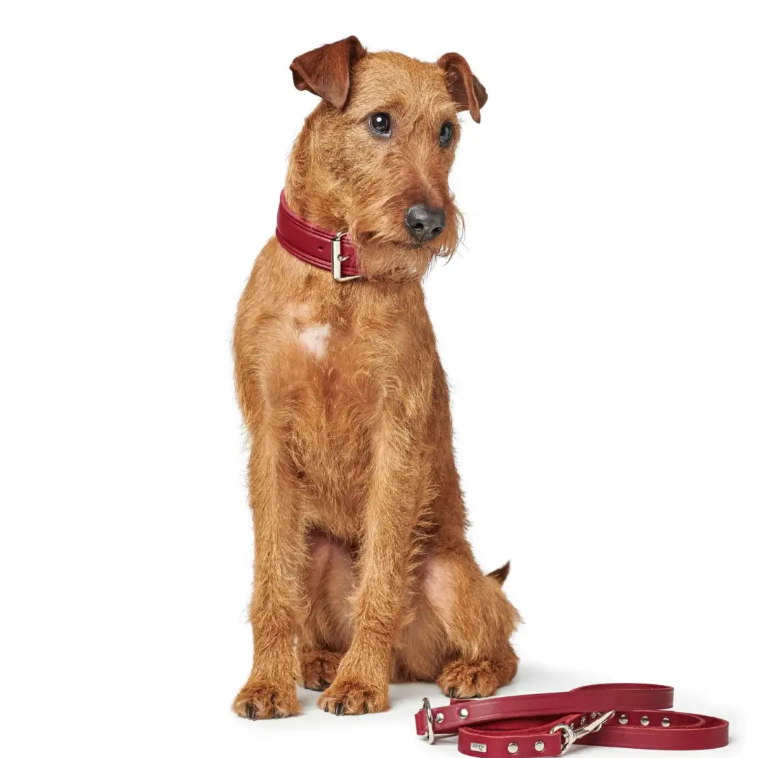 Aalborg Rustica Rød 50 - 36-44 cm Hvalpehalsbånd - Bløde Og Sikre Halsbånd Med Perfekt Pasform Til Din Hvalp|Hundehalsbånd Med Stil - Komfort Og Sikkerhed Til Din Hund