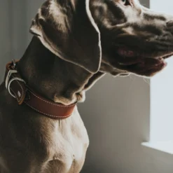 Outlet Aalborg Special Hundehalsbånd 45 Cognac - 30-38 cm Hvalpehalsbånd - Bløde Og Sikre Halsbånd Med Perfekt Pasform Til Din Hvalp|Hundehalsbånd Med Stil - Komfort Og Sikkerhed Til Din Hund