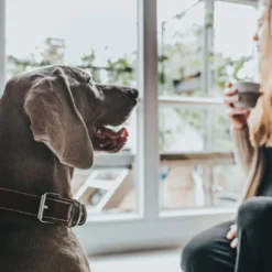 Outlet Aalborg Special Hundehalsbånd 45 Cognac - 30-38 cm Hvalpehalsbånd - Bløde Og Sikre Halsbånd Med Perfekt Pasform Til Din Hvalp|Hundehalsbånd Med Stil - Komfort Og Sikkerhed Til Din Hund