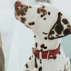 Outlet Aalborg Special Hundehalsbånd Rød 30 - 20-24 cm 2 cm Hvalpehalsbånd - Bløde Og Sikre Halsbånd Med Perfekt Pasform Til Din Hvalp|Hundehalsbånd Med Stil - Komfort Og Sikkerhed Til Din Hund