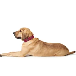 Aalborg Special Hundehalsbånd Rød 35 - 24-30 cm Hvalpehalsbånd - Bløde Og Sikre Halsbånd Med Perfekt Pasform Til Din Hvalp|Hundehalsbånd Med Stil - Komfort Og Sikkerhed Til Din Hund