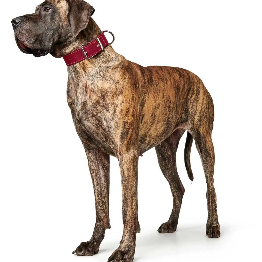 Aalborg Special Hundehalsbånd Rød 35 - 24-30 cm Hvalpehalsbånd - Bløde Og Sikre Halsbånd Med Perfekt Pasform Til Din Hvalp|Hundehalsbånd Med Stil - Komfort Og Sikkerhed Til Din Hund