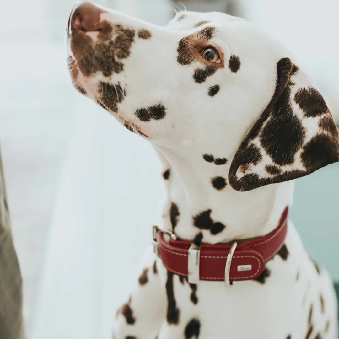 Discount Aalborg Special Hundehalsbånd Rød 45 - 30-38 cm Hvalpehalsbånd - Bløde Og Sikre Halsbånd Med Perfekt Pasform Til Din Hvalp|Hundehalsbånd Med Stil - Komfort Og Sikkerhed Til Din Hund