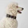 Best Aalborg 60 Special Mørkebrunt hundehalsbånd - 45-55 cm Hvalpehalsbånd - Bløde Og Sikre Halsbånd Med Perfekt Pasform Til Din Hvalp|Hundehalsbånd Med Stil - Komfort Og Sikkerhed Til Din Hund