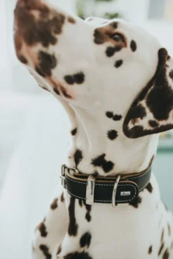Aalborg 60 Special Sort hundehalsbånd - 45-55 cm Hvalpehalsbånd - Bløde Og Sikre Halsbånd Med Perfekt Pasform Til Din Hvalp|Hundehalsbånd Med Stil - Komfort Og Sikkerhed Til Din Hund