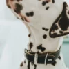Sale Aalborg 65 Special Sort hundehalsbånd - 45-47 cm Hvalpehalsbånd - Bløde Og Sikre Halsbånd Med Perfekt Pasform Til Din Hvalp|Hundehalsbånd Med Stil - Komfort Og Sikkerhed Til Din Hund