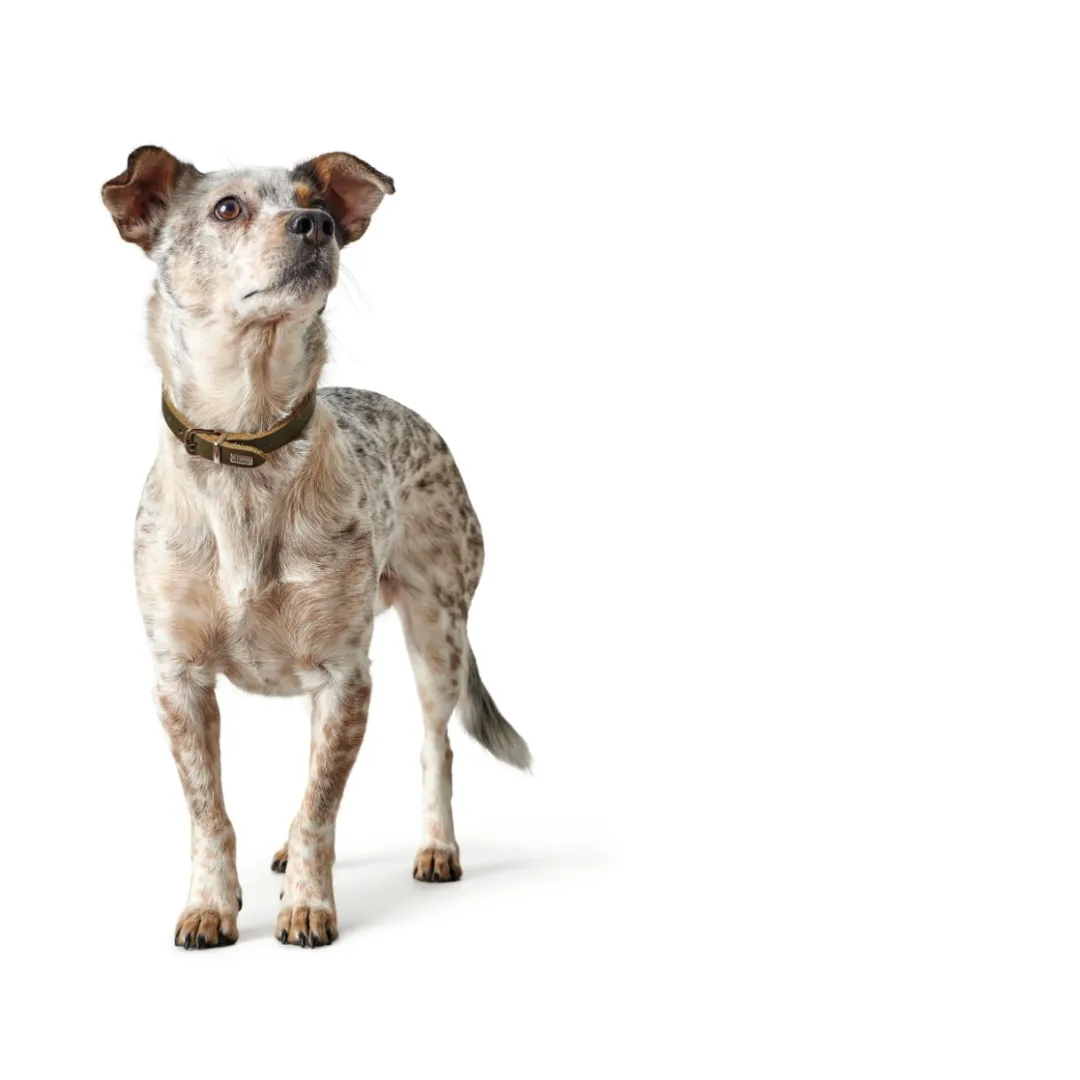 Hot Aalborg Sport Oliven 32 hundehalsbånd - 24-29 cm Hvalpehalsbånd - Bløde Og Sikre Halsbånd Med Perfekt Pasform Til Din Hvalp|Hundehalsbånd Med Stil - Komfort Og Sikkerhed Til Din Hund