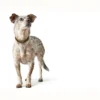 Clearance Aalborg Sport Oliven 37 hundehalsbånd - 28-33 cm Hvalpehalsbånd - Bløde Og Sikre Halsbånd Med Perfekt Pasform Til Din Hvalp|Hundehalsbånd Med Stil - Komfort Og Sikkerhed Til Din Hund
