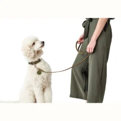 Clearance Aalborg Sport Oliven 37 hundehalsbånd - 28-33 cm Hvalpehalsbånd - Bløde Og Sikre Halsbånd Med Perfekt Pasform Til Din Hvalp|Hundehalsbånd Med Stil - Komfort Og Sikkerhed Til Din Hund