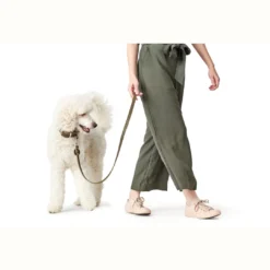 Clearance Aalborg Sport Oliven 37 hundehalsbånd - 28-33 cm Hvalpehalsbånd - Bløde Og Sikre Halsbånd Med Perfekt Pasform Til Din Hvalp|Hundehalsbånd Med Stil - Komfort Og Sikkerhed Til Din Hund