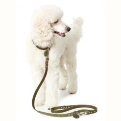 Clearance Aalborg Sport Oliven 37 hundehalsbånd - 28-33 cm Hvalpehalsbånd - Bløde Og Sikre Halsbånd Med Perfekt Pasform Til Din Hvalp|Hundehalsbånd Med Stil - Komfort Og Sikkerhed Til Din Hund