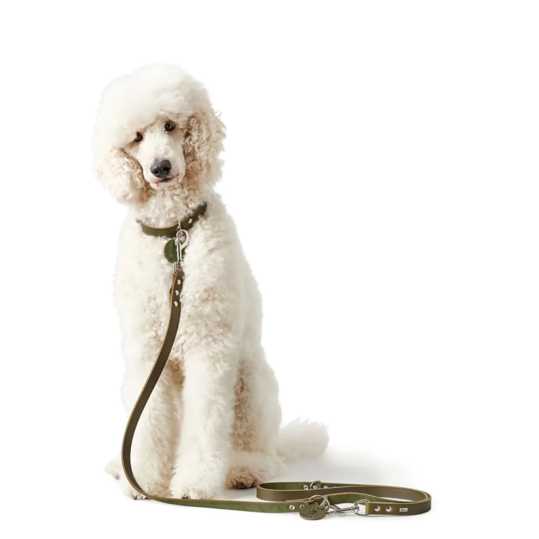 Discount Aalborg Sport Oliven 42 hundehalsbånd - 32-38 cm Hvalpehalsbånd - Bløde Og Sikre Halsbånd Med Perfekt Pasform Til Din Hvalp|Hundehalsbånd Med Stil - Komfort Og Sikkerhed Til Din Hund