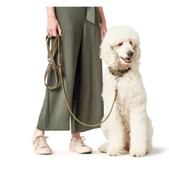 New Aalborg Sport Oliven 47 hundehalsbånd - 37-43 cm Hvalpehalsbånd - Bløde Og Sikre Halsbånd Med Perfekt Pasform Til Din Hvalp|Hundehalsbånd Med Stil - Komfort Og Sikkerhed Til Din Hund
