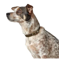 Online Aalborg Sport Oliven 52 hundehalsbånd - 38-47 cm Hvalpehalsbånd - Bløde Og Sikre Halsbånd Med Perfekt Pasform Til Din Hvalp|Hundehalsbånd Med Stil - Komfort Og Sikkerhed Til Din Hund