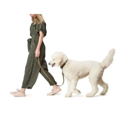 Online Aalborg Sport Oliven 52 hundehalsbånd - 38-47 cm Hvalpehalsbånd - Bløde Og Sikre Halsbånd Med Perfekt Pasform Til Din Hvalp|Hundehalsbånd Med Stil - Komfort Og Sikkerhed Til Din Hund