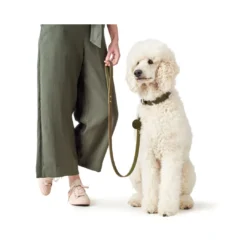 Online Aalborg Sport Oliven 52 hundehalsbånd - 38-47 cm Hvalpehalsbånd - Bløde Og Sikre Halsbånd Med Perfekt Pasform Til Din Hvalp|Hundehalsbånd Med Stil - Komfort Og Sikkerhed Til Din Hund