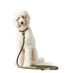 Clearance Aalborg Sport Oliven 60 hundehalsbånd - 45-55 cm Hvalpehalsbånd - Bløde Og Sikre Halsbånd Med Perfekt Pasform Til Din Hvalp|Hundehalsbånd Med Stil - Komfort Og Sikkerhed Til Din Hund