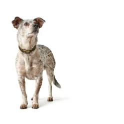 Clearance Aalborg Sport Oliven 60 hundehalsbånd - 45-55 cm Hvalpehalsbånd - Bløde Og Sikre Halsbånd Med Perfekt Pasform Til Din Hvalp|Hundehalsbånd Med Stil - Komfort Og Sikkerhed Til Din Hund