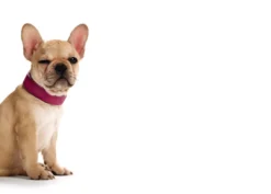 Outlet Basic halsbånd str.50 Pink - 35,0-43,0 cm Hvalpehalsbånd - Bløde Og Sikre Halsbånd Med Perfekt Pasform Til Din Hvalp|Hundehalsbånd Med Stil - Komfort Og Sikkerhed Til Din Hund