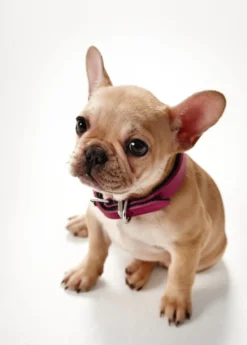 Outlet Basic halsbånd str.50 Pink - 35,0-43,0 cm Hvalpehalsbånd - Bløde Og Sikre Halsbånd Med Perfekt Pasform Til Din Hvalp|Hundehalsbånd Med Stil - Komfort Og Sikkerhed Til Din Hund