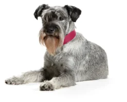 Outlet Basic halsbånd str.50 Pink - 35,0-43,0 cm Hvalpehalsbånd - Bløde Og Sikre Halsbånd Med Perfekt Pasform Til Din Hvalp|Hundehalsbånd Med Stil - Komfort Og Sikkerhed Til Din Hund