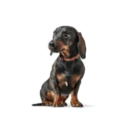 New Canadian UP Halsbånd Cognac S 28-36 Hvalpehalsbånd - Bløde Og Sikre Halsbånd Med Perfekt Pasform Til Din Hvalp|Hundehalsbånd Med Stil - Komfort Og Sikkerhed Til Din Hund