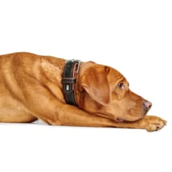 Outlet Canadian UP Hundehalsbånd Small 45 Cognac/Sort - 33-39 cm Hvalpehalsbånd - Bløde Og Sikre Halsbånd Med Perfekt Pasform Til Din Hvalp|Hundehalsbånd Med Stil - Komfort Og Sikkerhed Til Din Hund