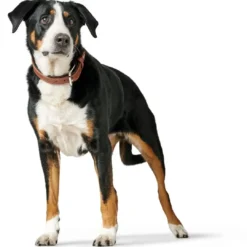 Outlet Canadian UP Hundehalsbånd Large 65 Cognac/Sort - 50-56 cm Hvalpehalsbånd - Bløde Og Sikre Halsbånd Med Perfekt Pasform Til Din Hvalp|Hundehalsbånd Med Stil - Komfort Og Sikkerhed Til Din Hund