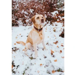 Outlet Canadian UP Hundehalsbånd Large 65 Cognac/Sort - 50-56 cm Hvalpehalsbånd - Bløde Og Sikre Halsbånd Med Perfekt Pasform Til Din Hvalp|Hundehalsbånd Med Stil - Komfort Og Sikkerhed Til Din Hund