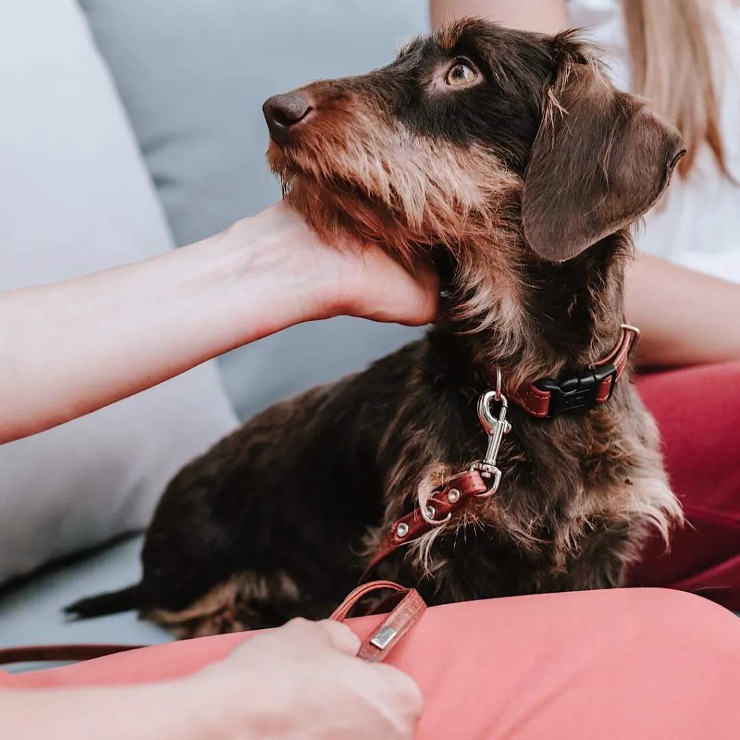 Sale Canadian UP 3 punkts Hundeline i Cognac og Sort 8/200 Hundesnor I Mange Varianter Og Materialer|Hundesnor Til Hvalpe