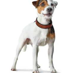New Cody 40 Cognac Mørkebrun hundehalsbånd - 29-35 cm Hvalpehalsbånd - Bløde Og Sikre Halsbånd Med Perfekt Pasform Til Din Hvalp|Hundehalsbånd Med Stil - Komfort Og Sikkerhed Til Din Hund