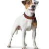 Outlet Cody 45 Cognac Mørkebrun hundehalsbånd - 33-39 cm Hvalpehalsbånd - Bløde Og Sikre Halsbånd Med Perfekt Pasform Til Din Hvalp|Hundehalsbånd Med Stil - Komfort Og Sikkerhed Til Din Hund
