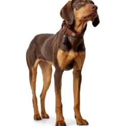 Cody 55 Cognac Mørkebrun hundehalsbånd - 42-48 cm Hvalpehalsbånd - Bløde Og Sikre Halsbånd Med Perfekt Pasform Til Din Hvalp|Hundehalsbånd Med Stil - Komfort Og Sikkerhed Til Din Hund