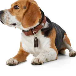 Cody 55 Cognac Mørkebrun hundehalsbånd - 42-48 cm Hvalpehalsbånd - Bløde Og Sikre Halsbånd Med Perfekt Pasform Til Din Hvalp|Hundehalsbånd Med Stil - Komfort Og Sikkerhed Til Din Hund