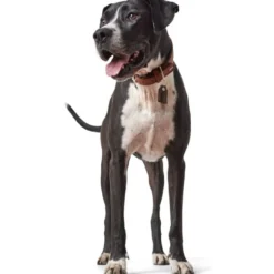 Hot Cody 60 Cognac Mørkebrun hundehalsbånd - 46-52 cm Hvalpehalsbånd - Bløde Og Sikre Halsbånd Med Perfekt Pasform Til Din Hvalp|Hundehalsbånd Med Stil - Komfort Og Sikkerhed Til Din Hund