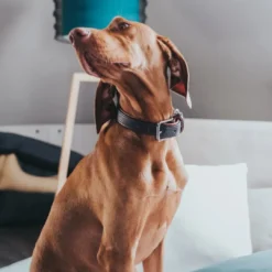 Best Cody 45 Mørkebrun Cognac hundehalsbånd - 33-39 cm Hvalpehalsbånd - Bløde Og Sikre Halsbånd Med Perfekt Pasform Til Din Hvalp|Hundehalsbånd Med Stil - Komfort Og Sikkerhed Til Din Hund