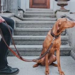 Best Cody 60 Mørkebrun Cognac hundehalsbånd - 46-52 cm Hvalpehalsbånd - Bløde Og Sikre Halsbånd Med Perfekt Pasform Til Din Hvalp|Hundehalsbånd Med Stil - Komfort Og Sikkerhed Til Din Hund