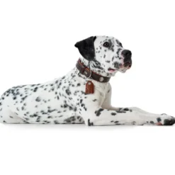 Best Cody 65 Mørkebrun Cognac hundehalsbånd - 50-56 cm Hvalpehalsbånd - Bløde Og Sikre Halsbånd Med Perfekt Pasform Til Din Hvalp|Hundehalsbånd Med Stil - Komfort Og Sikkerhed Til Din Hund