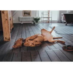 Discount Cody Mørkebrun Cognac 3-trins hundeline 20/200 Hundesnor I Mange Varianter Og Materialer|Hundesnor Til Hvalpe