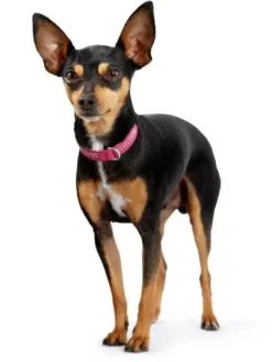 Diamond petit halsbånd str.32 Pink - 24-28 cm Hvalpehalsbånd - Bløde Og Sikre Halsbånd Med Perfekt Pasform Til Din Hvalp|Hundehalsbånd Med Stil - Komfort Og Sikkerhed Til Din Hund