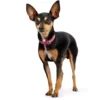 Discount Diamond petit halsbånd str.32 Rød - 24-28 cm Hvalpehalsbånd - Bløde Og Sikre Halsbånd Med Perfekt Pasform Til Din Hvalp|Hundehalsbånd Med Stil - Komfort Og Sikkerhed Til Din Hund