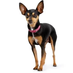 Discount Diamond petit halsbånd str.32 Rød - 24-28 cm Hvalpehalsbånd - Bløde Og Sikre Halsbånd Med Perfekt Pasform Til Din Hvalp|Hundehalsbånd Med Stil - Komfort Og Sikkerhed Til Din Hund
