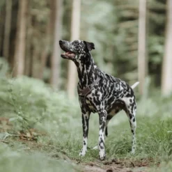 Divo hundesele L brun/grå just mave 72-100 cm - Kraftig støtte og tryg pasform Hvalpeseler - Bløde Justerbare Seler Der Giver Din Hvalp Tryghed Og Støtte På Turen|Hundeseler Til Alle Behov Og Hundestørrelser