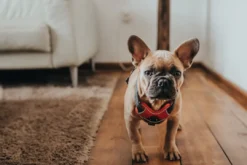 Divo hundesele L rød/grå just mave 72-100 cm - Kraftig støtte og komfort Hvalpeseler - Bløde Justerbare Seler Der Giver Din Hvalp Tryghed Og Støtte På Turen|Hundeseler Til Alle Behov Og Hundestørrelser